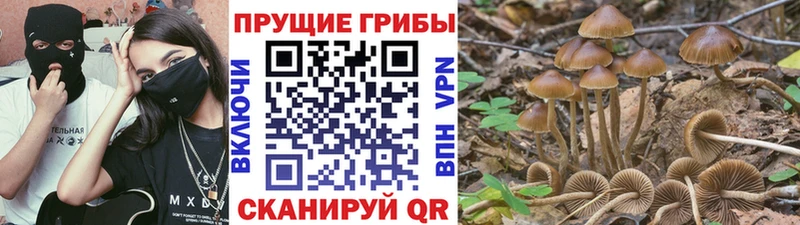 shop какой сайт  Рыбное  Галлюциногенные грибы Magic Shrooms  кракен tor 